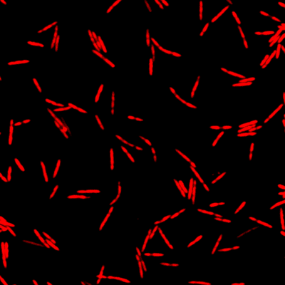 Visualization of Fusobacteria. © HIRI
