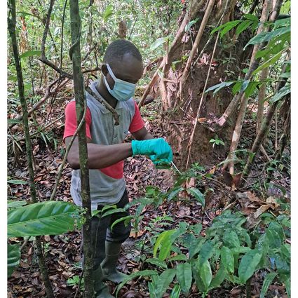 Person takes a swab from a leaf in the rainforest
