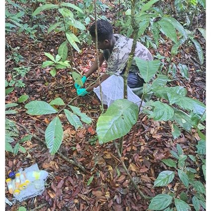 Person in rain forest