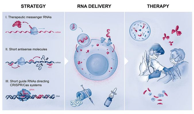 Themenbereiche des Graduiertenprogramms RNAmed | Bild © Sandy Westermann (SCIGRAPHIX) 