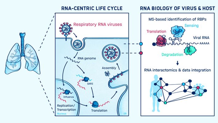 The research foci of the Munschauer lab Graphical abstract of the research conducted in the Munschauer lab